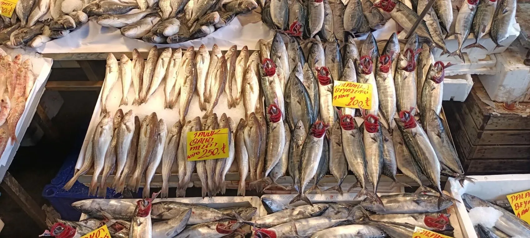 İzmir tezgahlarında yüz güldüren bolluk: Balık fiyatları dibi gördü