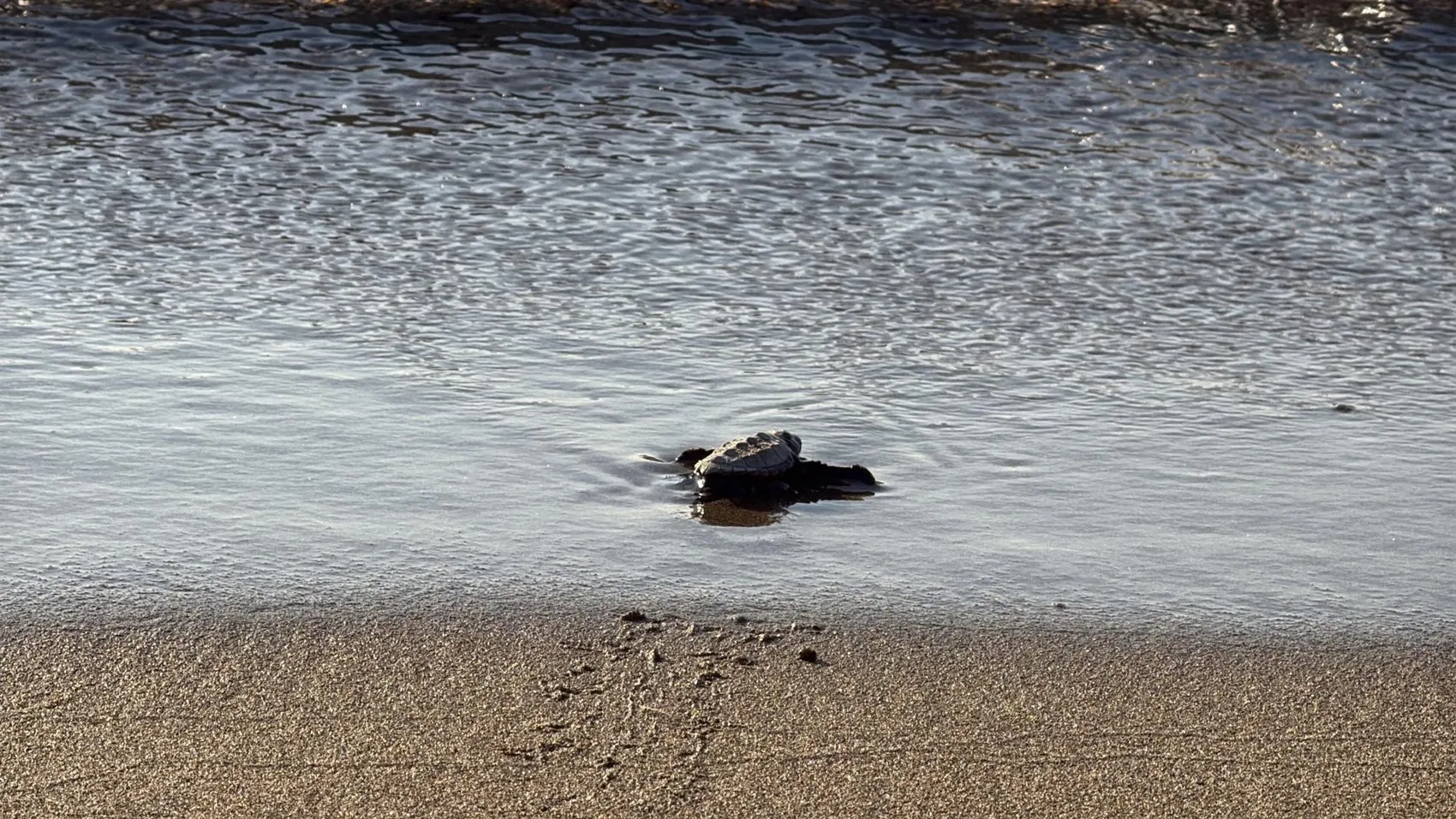 Bodrum sahillerinde duygulandıran anlar: 62 minik caretta caretta mavi sulara kavuştu