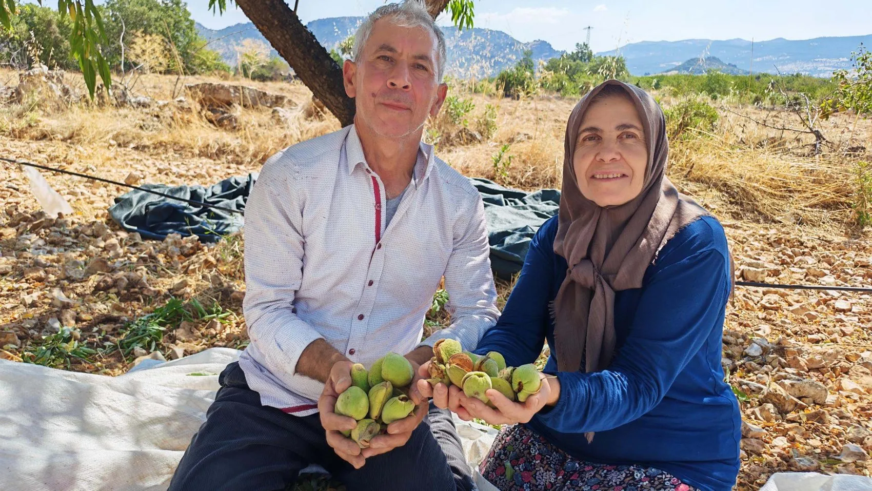 Demirci'de badem bereketi: Don felaketini unutturan hasat dönemi başladı