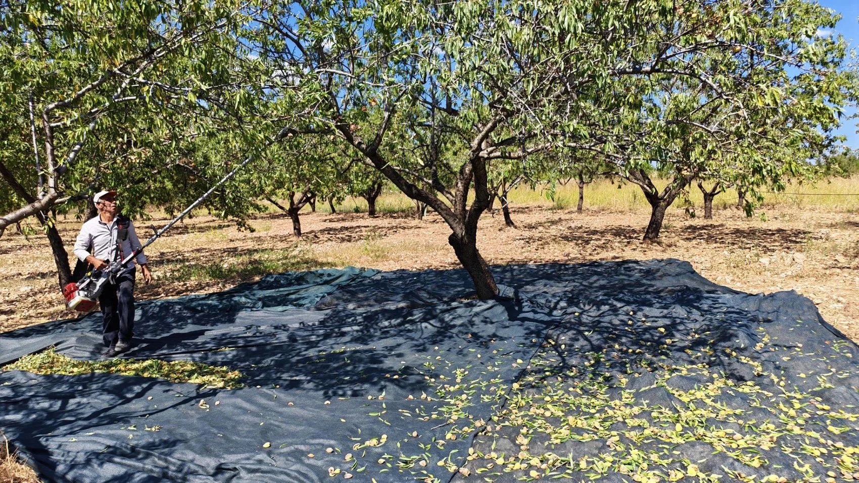 Demirci'de badem bereketi: Don felaketini unutturan hasat dönemi başladı