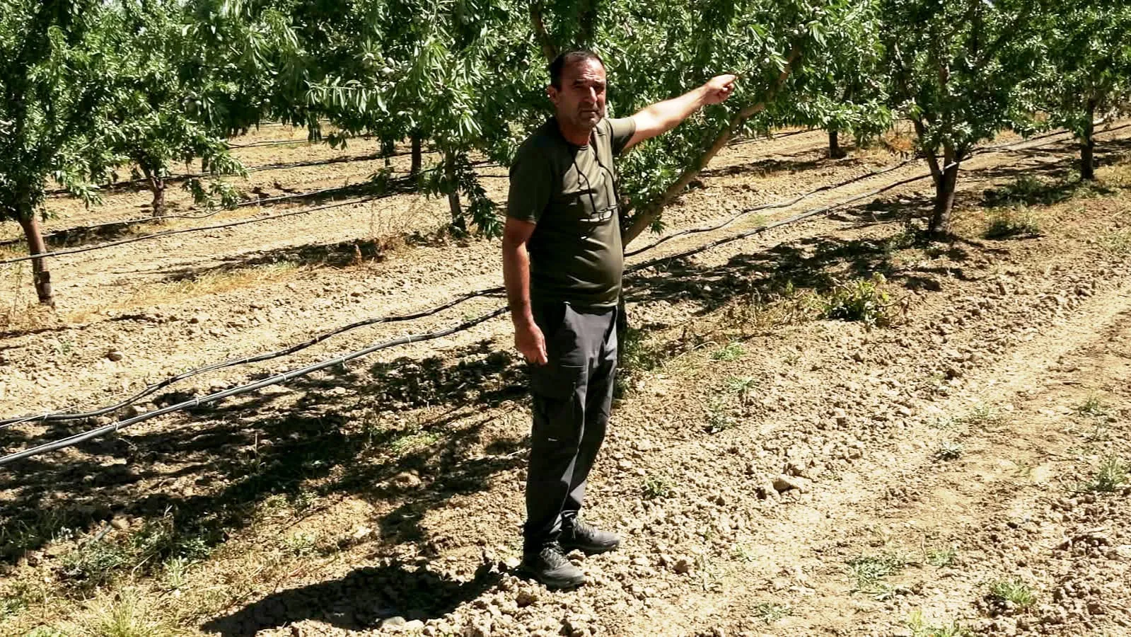 Hobi olarak başladığı bahçesi dev bir tesise dönüştü: 20 bin ağaçla badem üretiminde iddialı