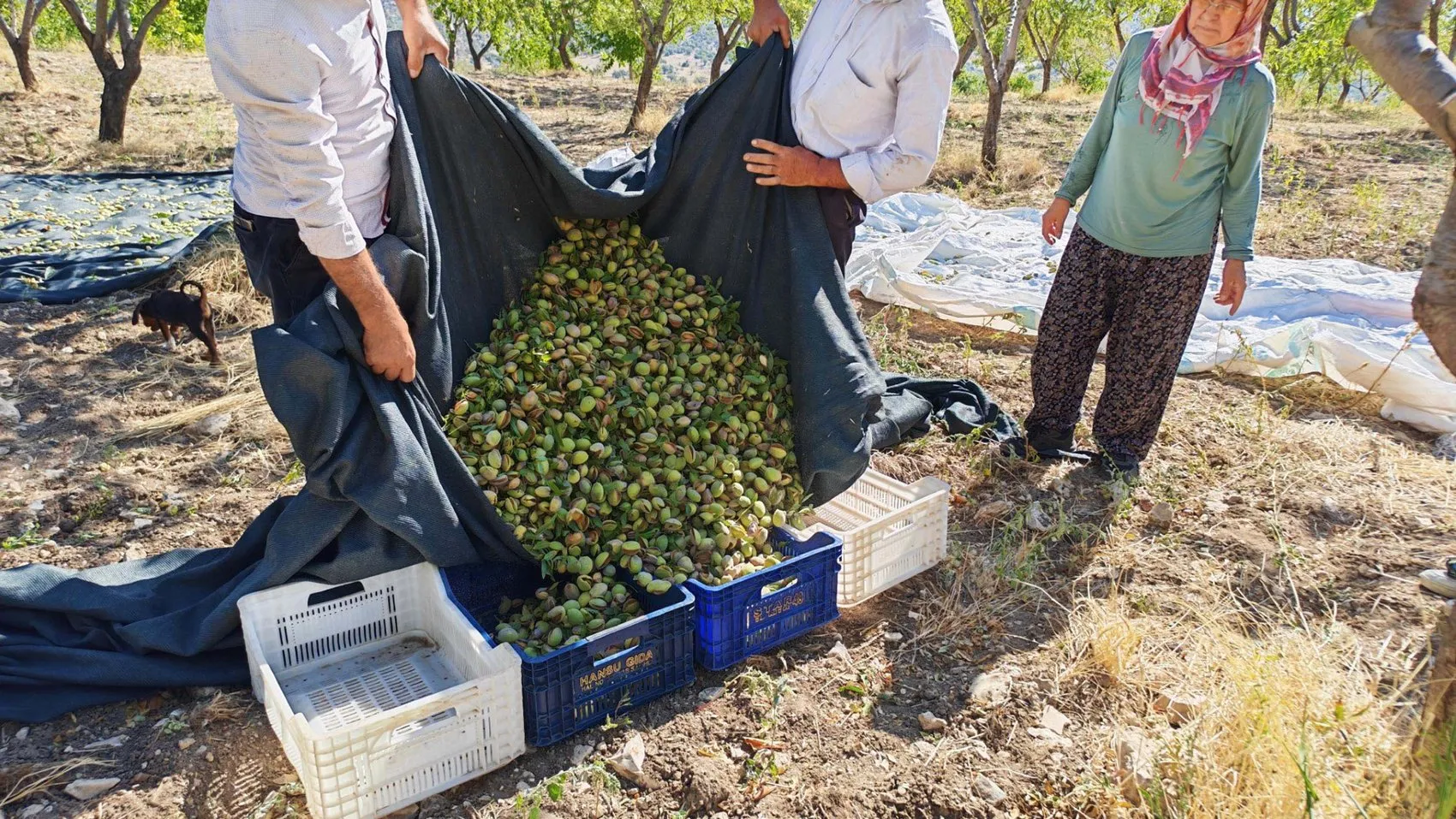 Demirci'de badem bereketi: Don felaketini unutturan hasat dönemi başladı