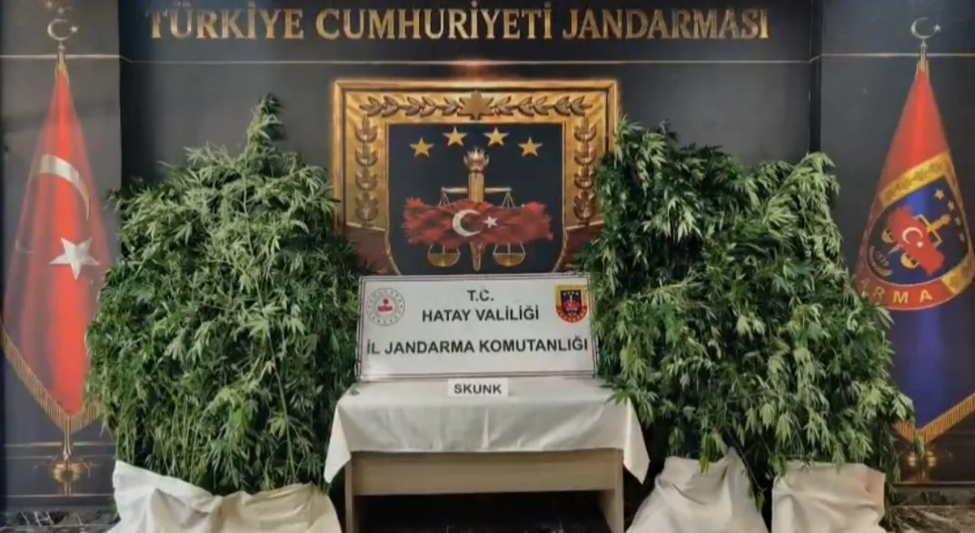 Samandağ'da jandarmadan uyuşturucuya geçit yok: 371 kök kenevir bulundu
