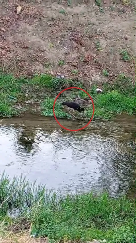İnegöl'ün sakin misafiri: Doğanın gizemli gezgini objektiflere takıldı