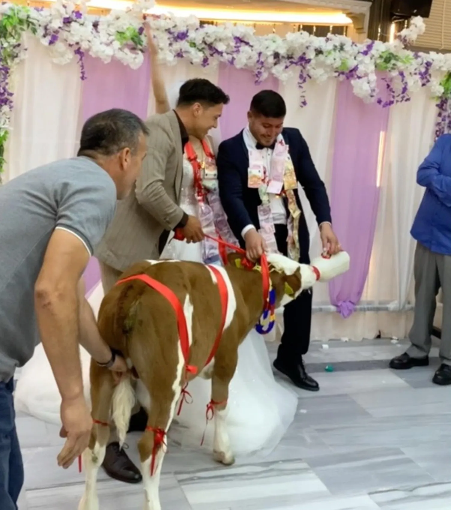 Düğün salonunda şaşkınlık yaratan sürpriz: Takı yerine buzağı getirdi