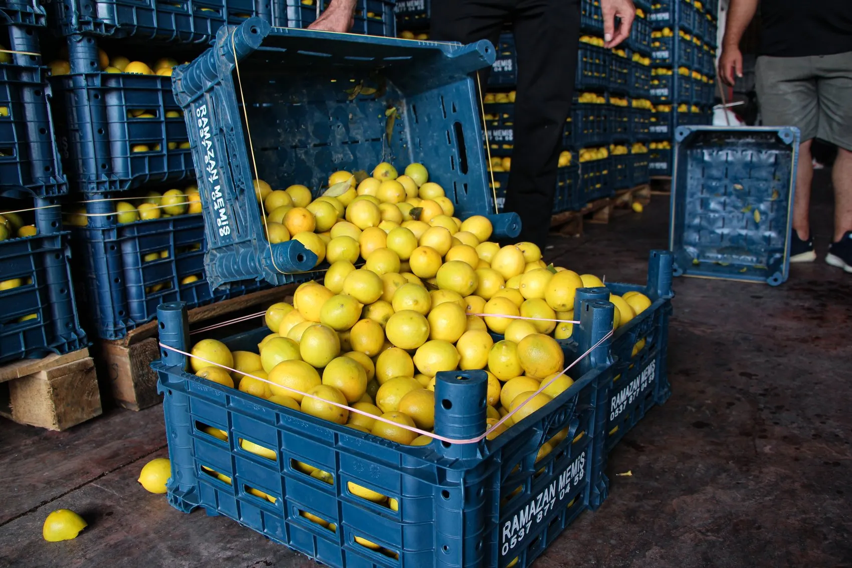 Çiftçinin 5 liraya sattığı limon markette 100 lirayı buldu: Hasat başladı ama yüzler gülmüyor