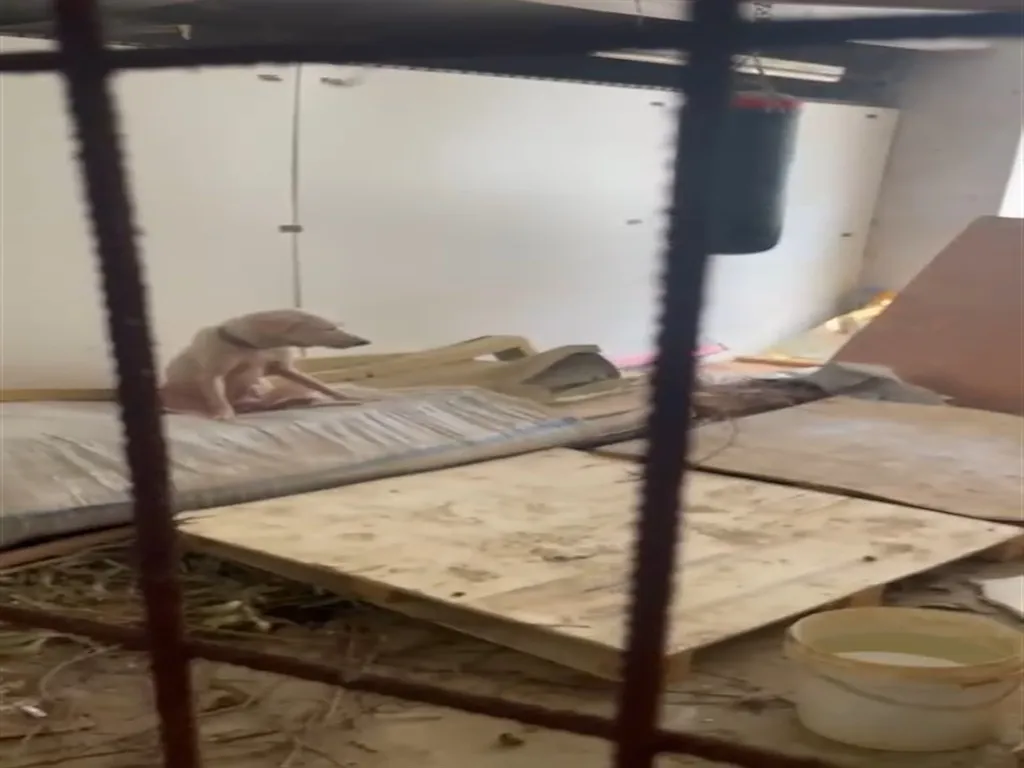 Pire istilasının ortasından kurtarılan köpeğe, hayatını değiştiren avukatın ismi verildi