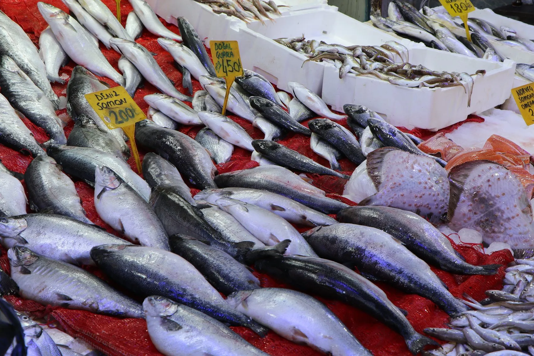Karadeniz'de beklenen gün geldi: Palamut bereketiyle sezon açıldı
