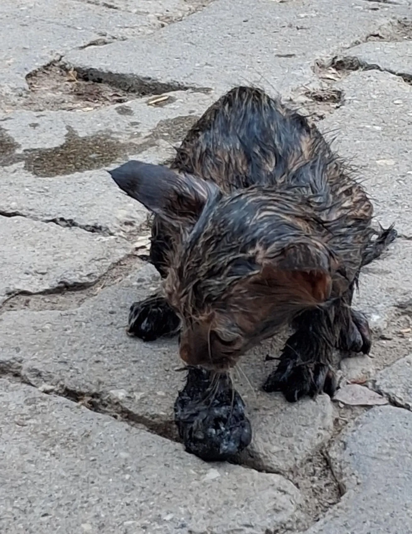 Patnos'ta yürekleri ağza getiren kurtarma operasyonu: Ziftin esiri oldu