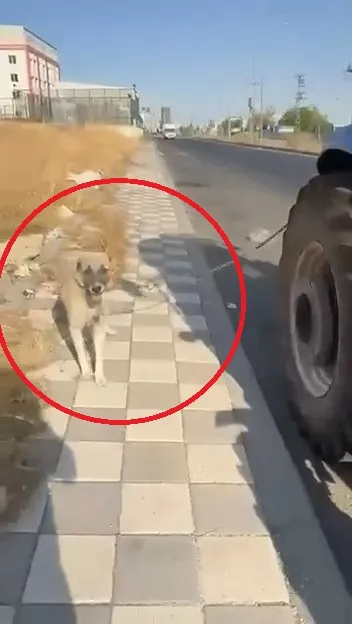 Diyarbakır'da vicdanları sızlatan görüntü: Traktörün arkasına bağlayıp koşturdu