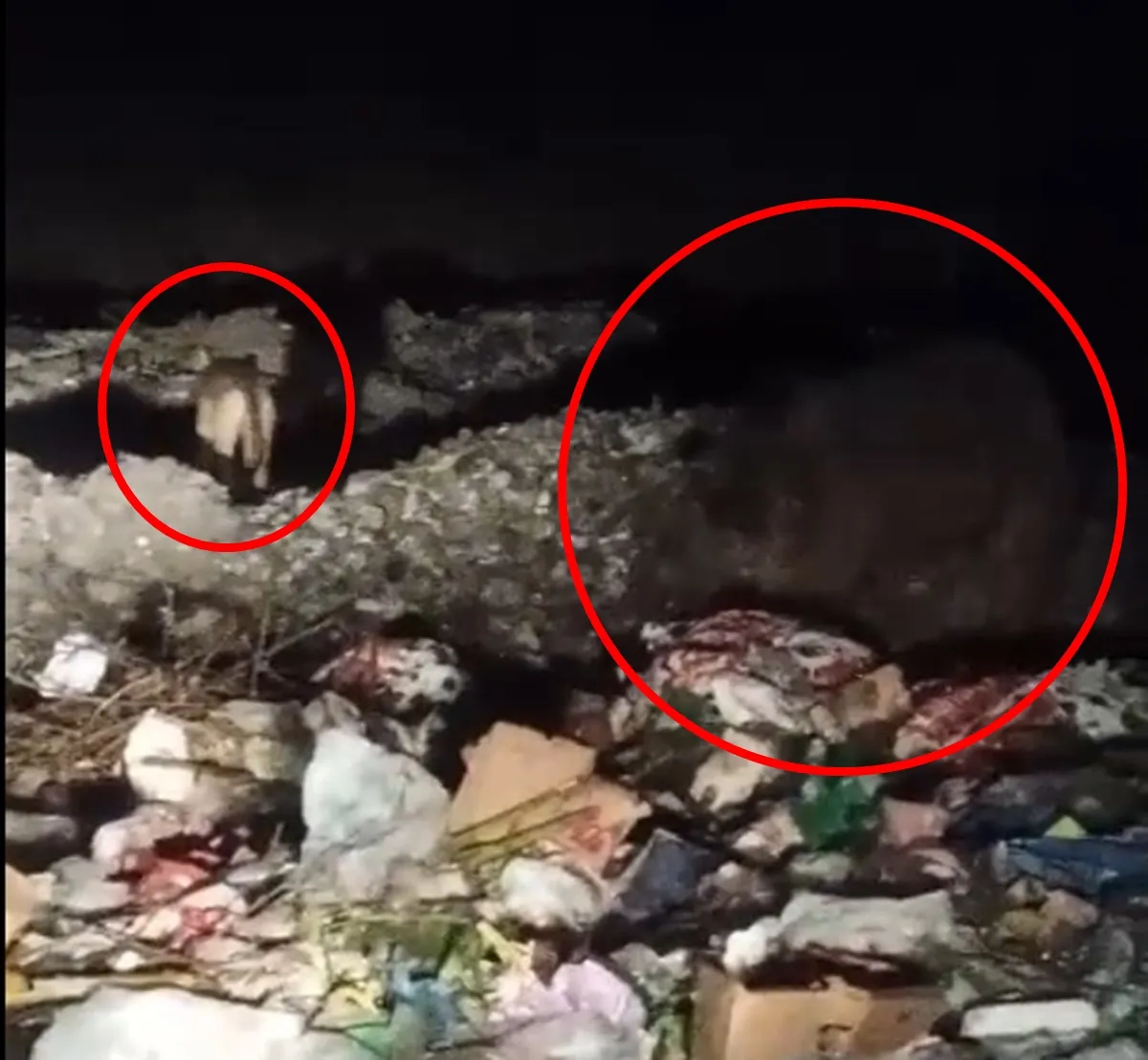Bingöl'de gece yarısı sürpriz ziyaret: Çöp konteynerleri yabani hayvanların durağı oldu