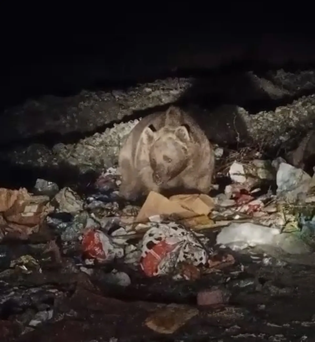 Bingöl'de gece yarısı sürpriz ziyaret: Çöp konteynerleri yabani hayvanların durağı oldu