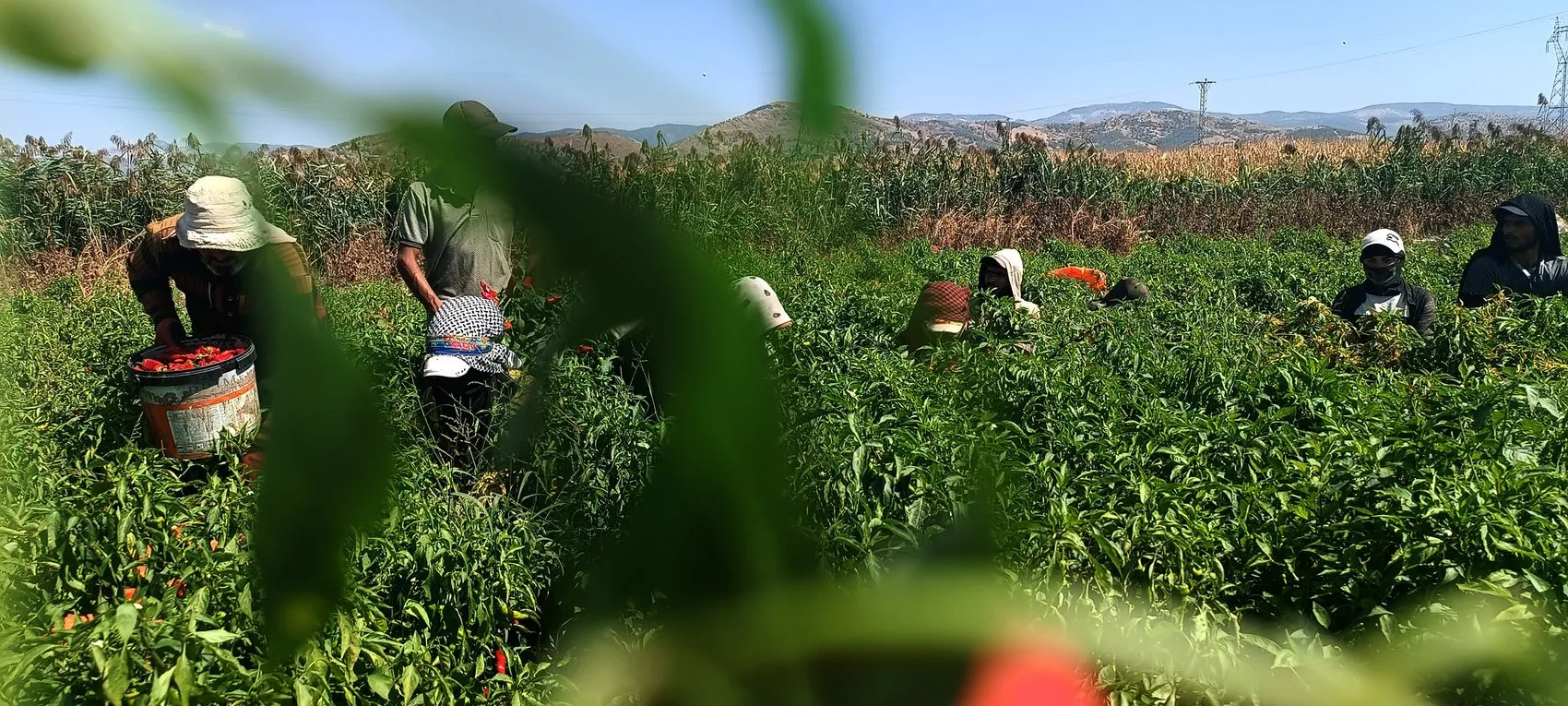 İslahiye'nin kırmızı altını tarlalara indi: Hasat gecikmeli başladı