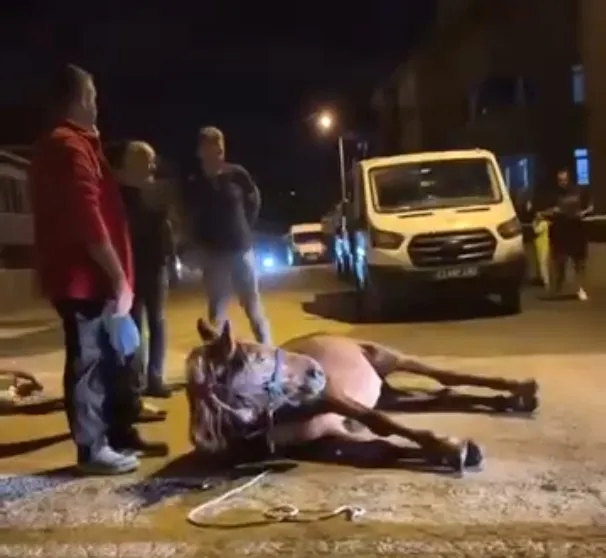 Keşan'da vicdanları sızlatan görüntü: Yük taşıttıkları ata işkence ettiler