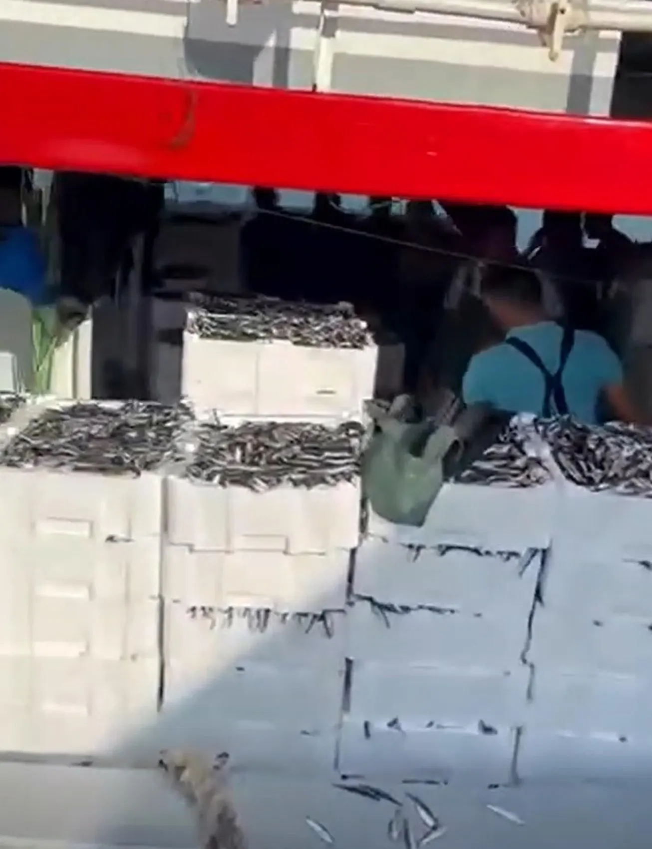 Gelibolu açıklarında devasa sürpriz: Bir ağ dolusu bereket