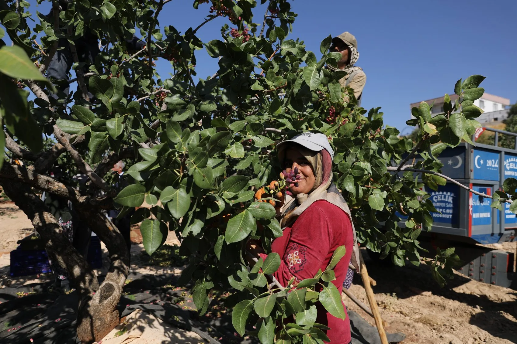 Yeşil altının tarladaki çilesi: Üretici ter döküyor, aracı kazanıyor