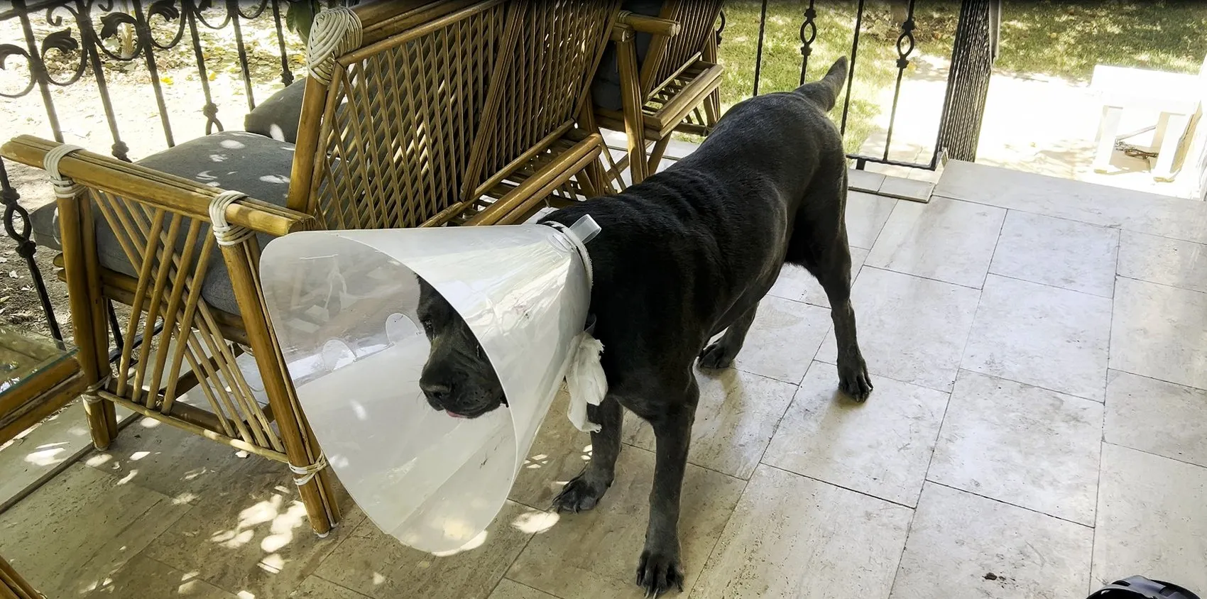 Adana'da korkutan operasyon: Köpeğinin karnından kendi ağırlığının yüzde 15'i kadar kitle çıktı