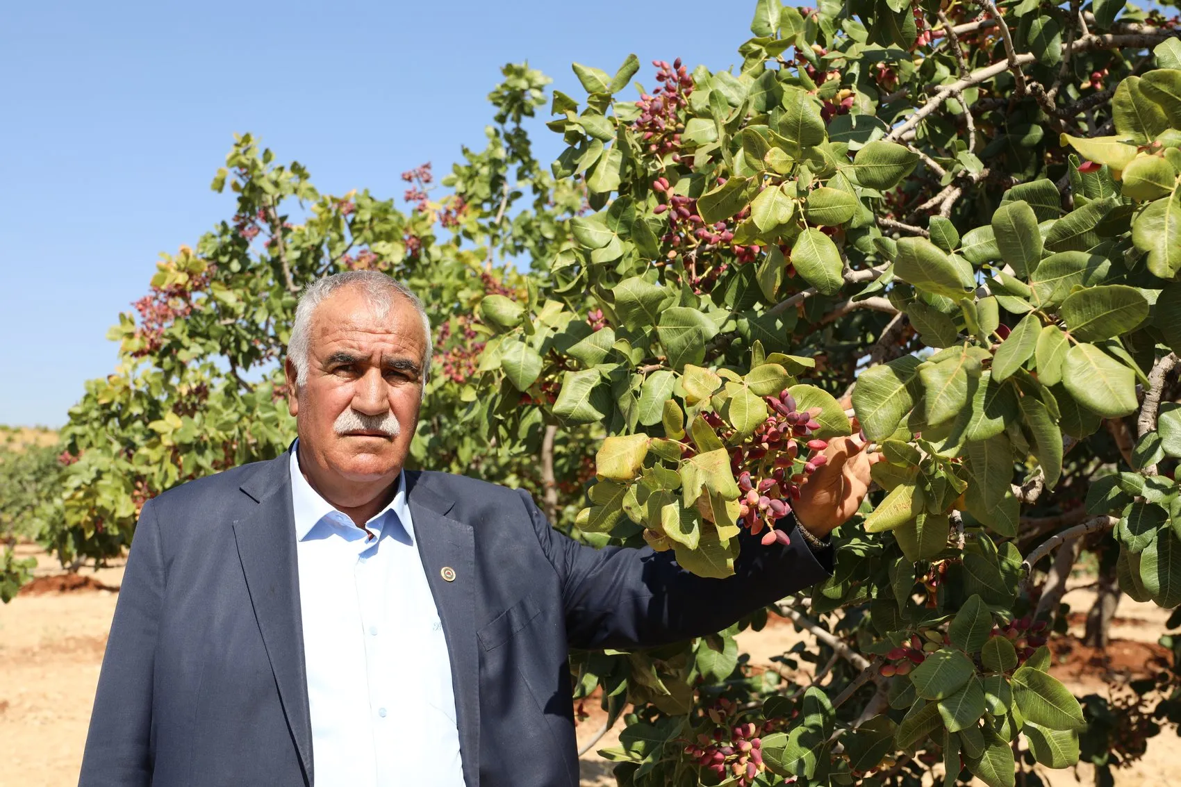Yeşil altının tarladaki çilesi: Üretici ter döküyor, aracı kazanıyor