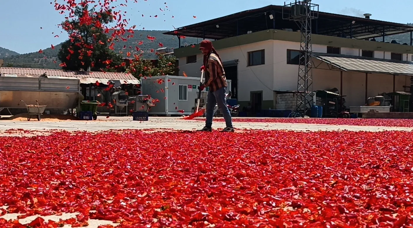 İslahiye'nin kırmızı altını tarlalardan sofralara uzanan zorlu yolculuğuna başladı
