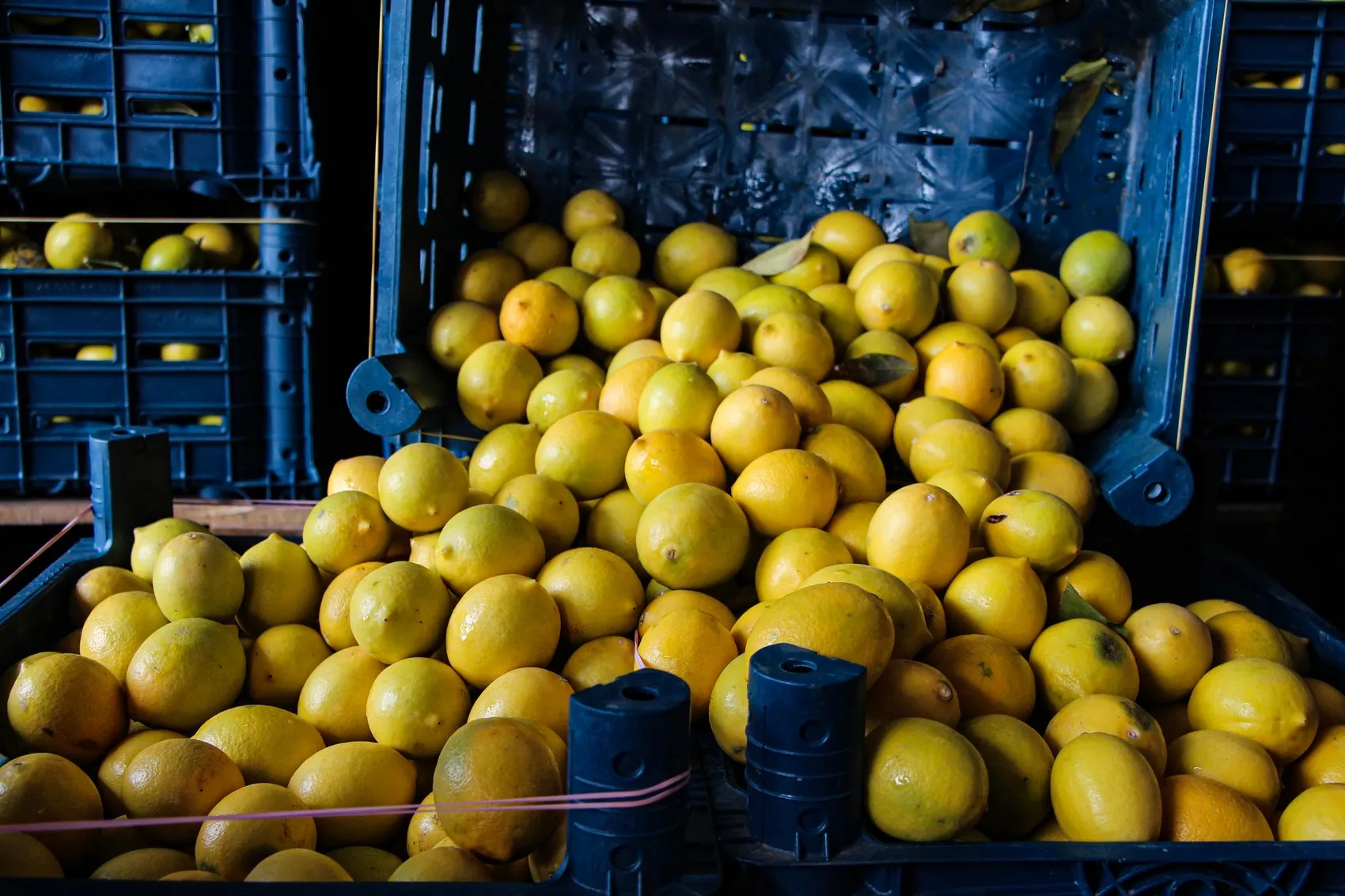 Çiftçinin 5 liraya sattığı limon markette 100 lirayı buldu: Hasat başladı ama yüzler gülmüyor