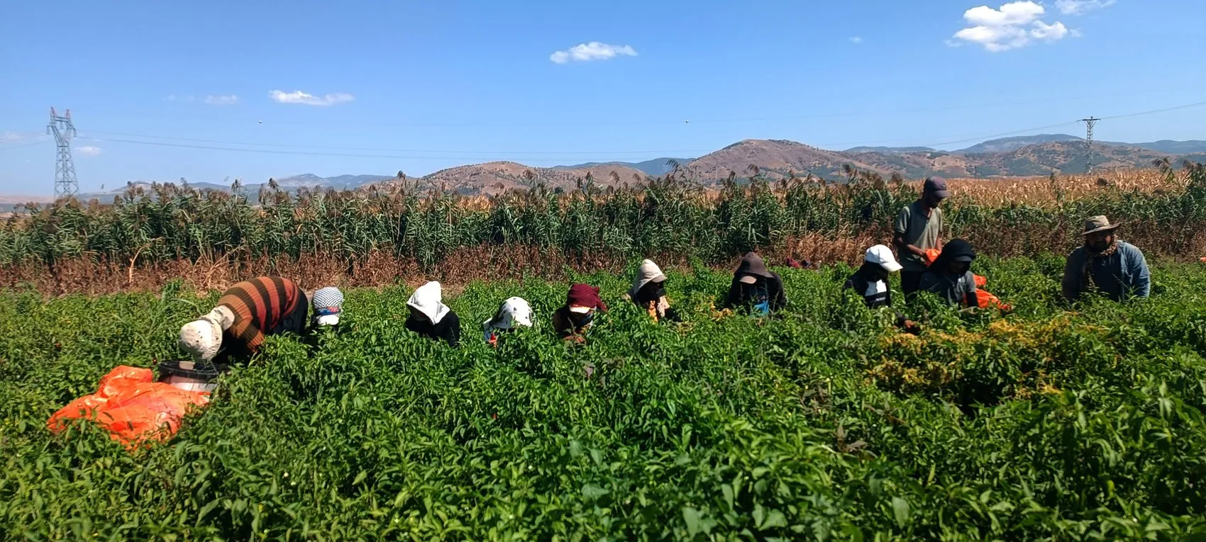 İslahiye'nin kırmızı altını tarlalara indi: Hasat gecikmeli başladı