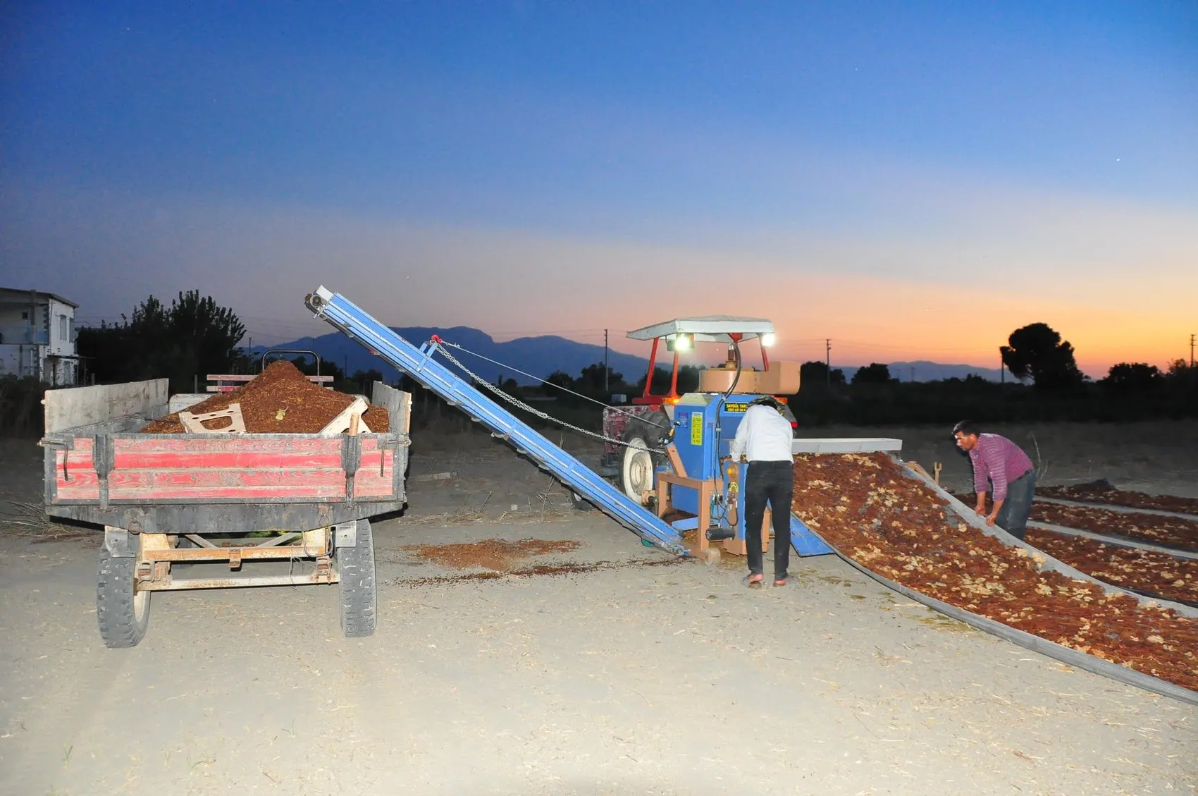 Manisa Ovası'nda tüfekli nöbet: Bir yıllık emeği korumak için geceyi tarlada geçiriyorlar