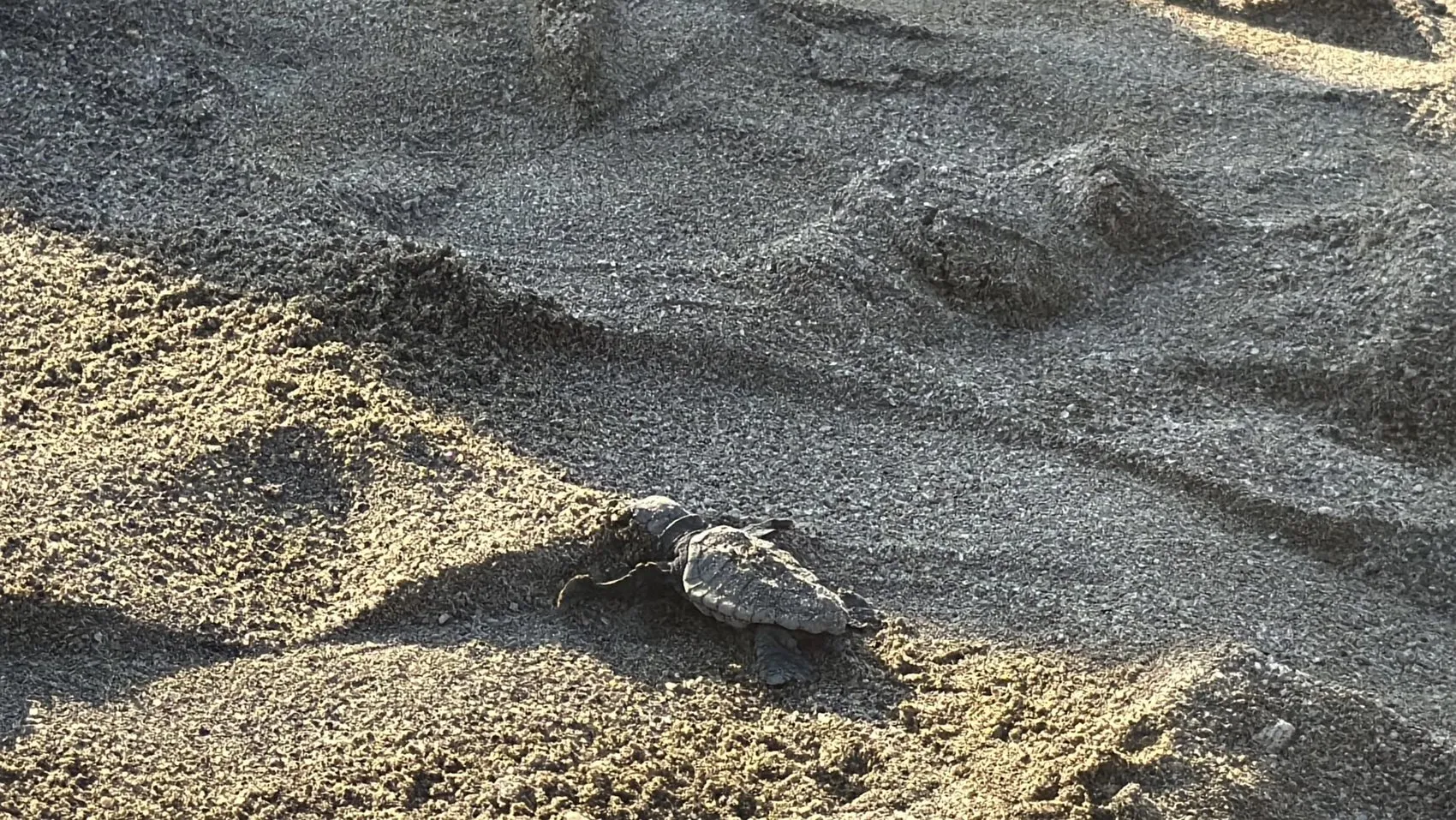 Bodrum sahillerinde duygulandıran anlar: 62 minik caretta caretta mavi sulara kavuştu