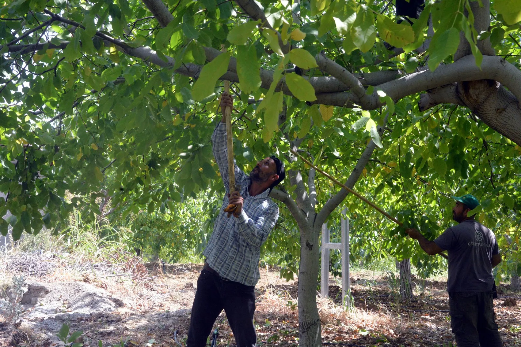 Kahramanmaraş'ın Yeşil Altını İçin Hummalı Mesai: Avrupa Tescilli Cevizde Hasat Sevinci
