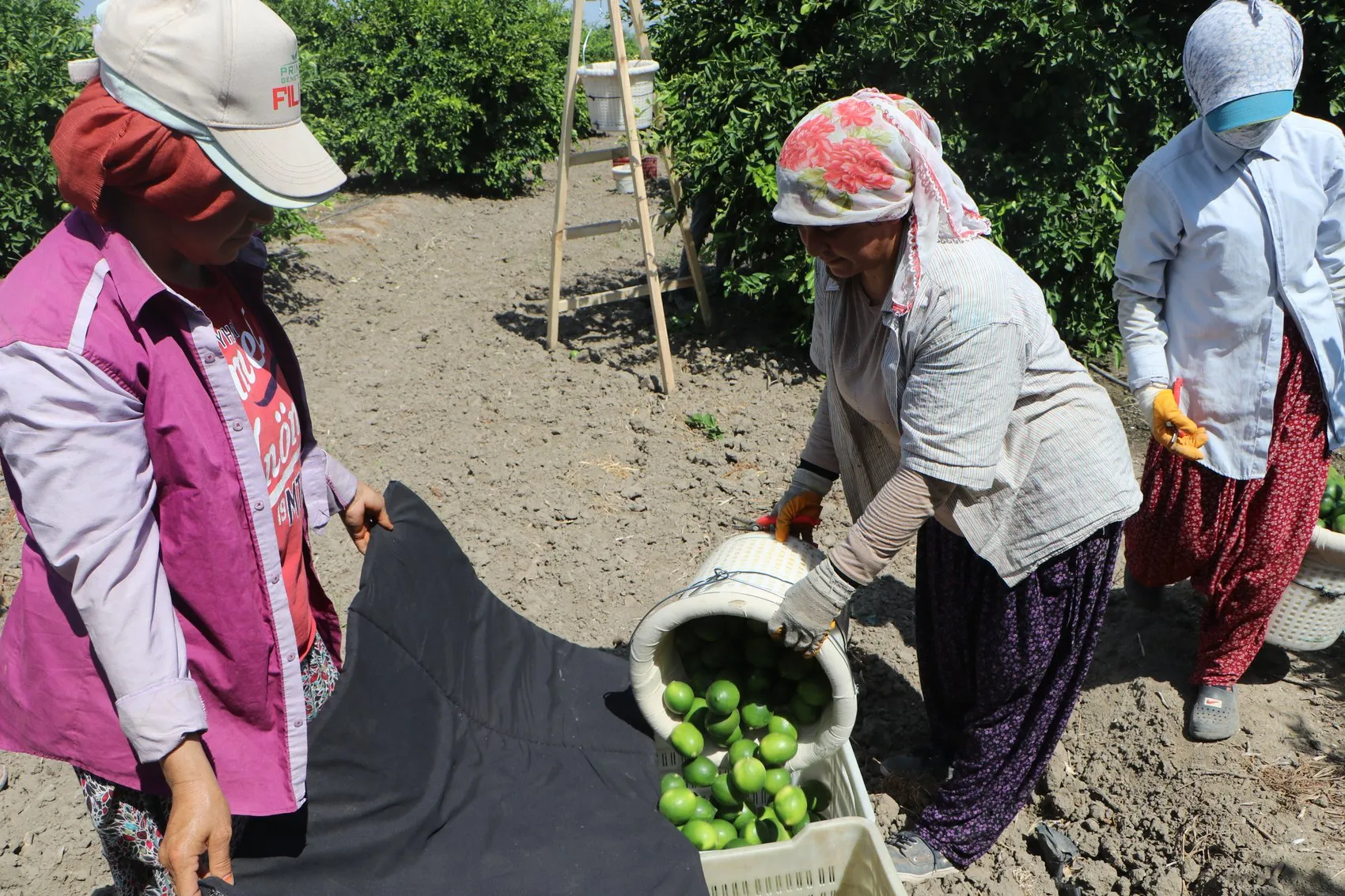Tarlada çürüyen ürün markette nasıl servet oluyor: Çözüm üreticinin elinde