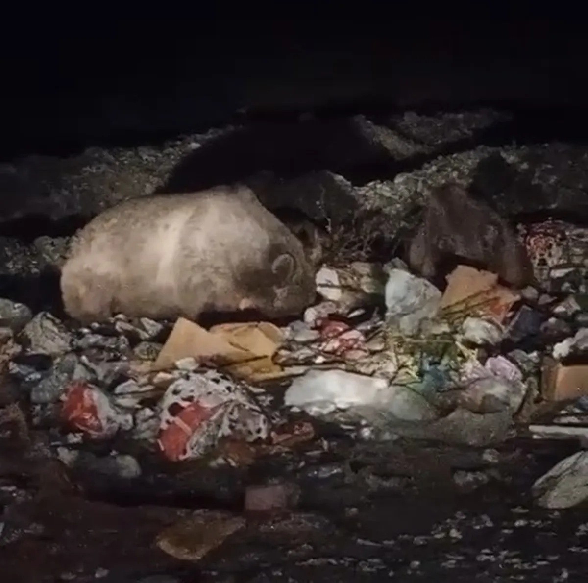 Bingöl'de gece yarısı sürpriz ziyaret: Çöp konteynerleri yabani hayvanların durağı oldu