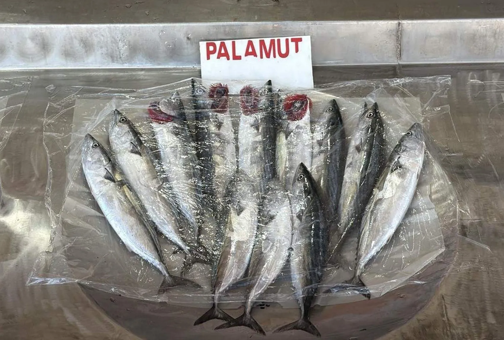 Marmara'da sezonun ilk müjdesi: Palamut ağları doldurdu, tezgahlarda fiyatlar belli oldu
