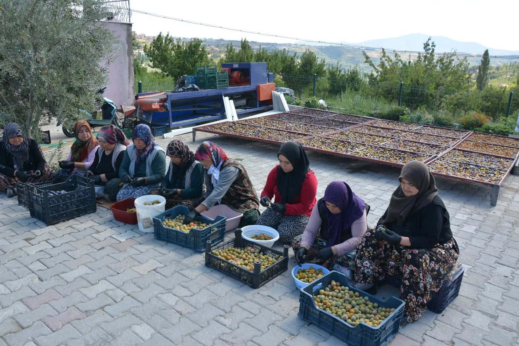Manisa'nın 138 yıllık lezzet mirası: Figan-i Efendi eriği artık dünya sofralarında