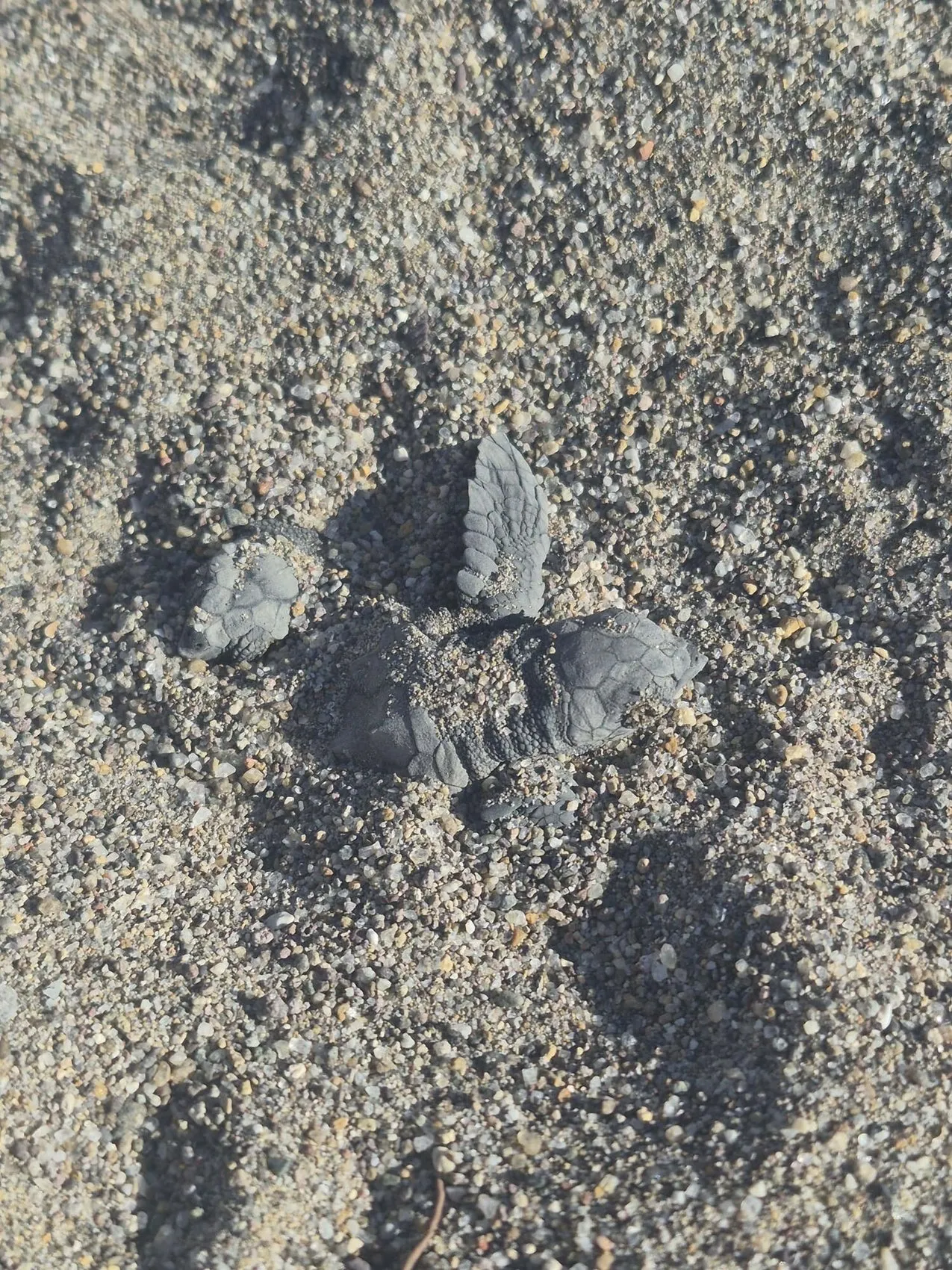 Bodrum sahillerinde minik misafirler: Caretta carettaların zorlu yolculuğu başladı