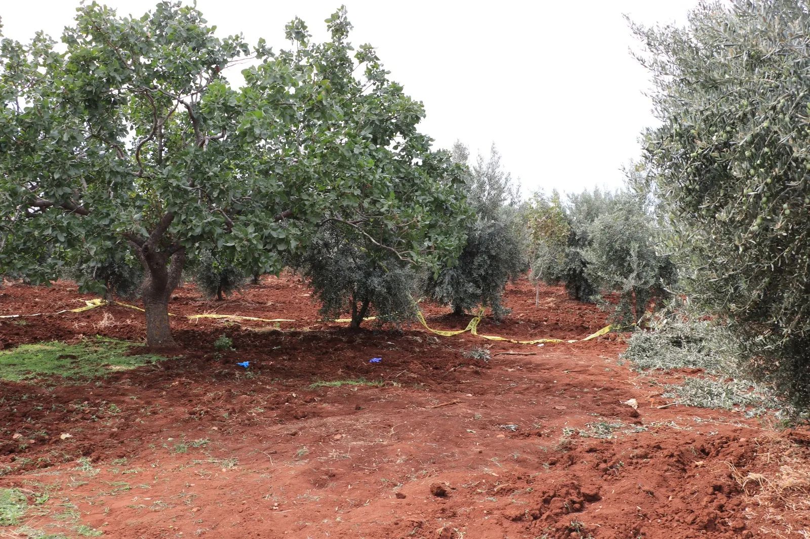 Kilis'te tarla mesaisi acı bitti: Traktörden düşen çiftçi hayatını kaybetti