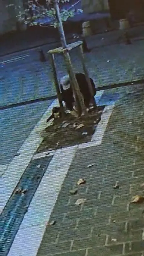 Fatih'te tabela uğruna doğa katliamı: Kuyumcunun önündeki ağacı gece yarısı kesti