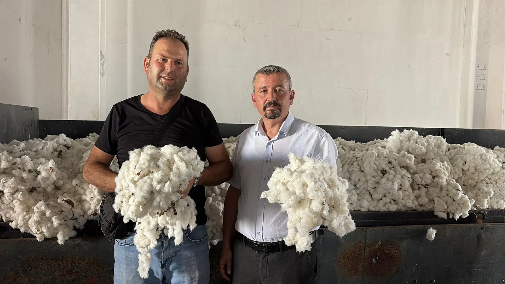 Aydın topraklarında beyaz altın heyecanı: İlk mahsul üreticinin yüzünü güldürdü