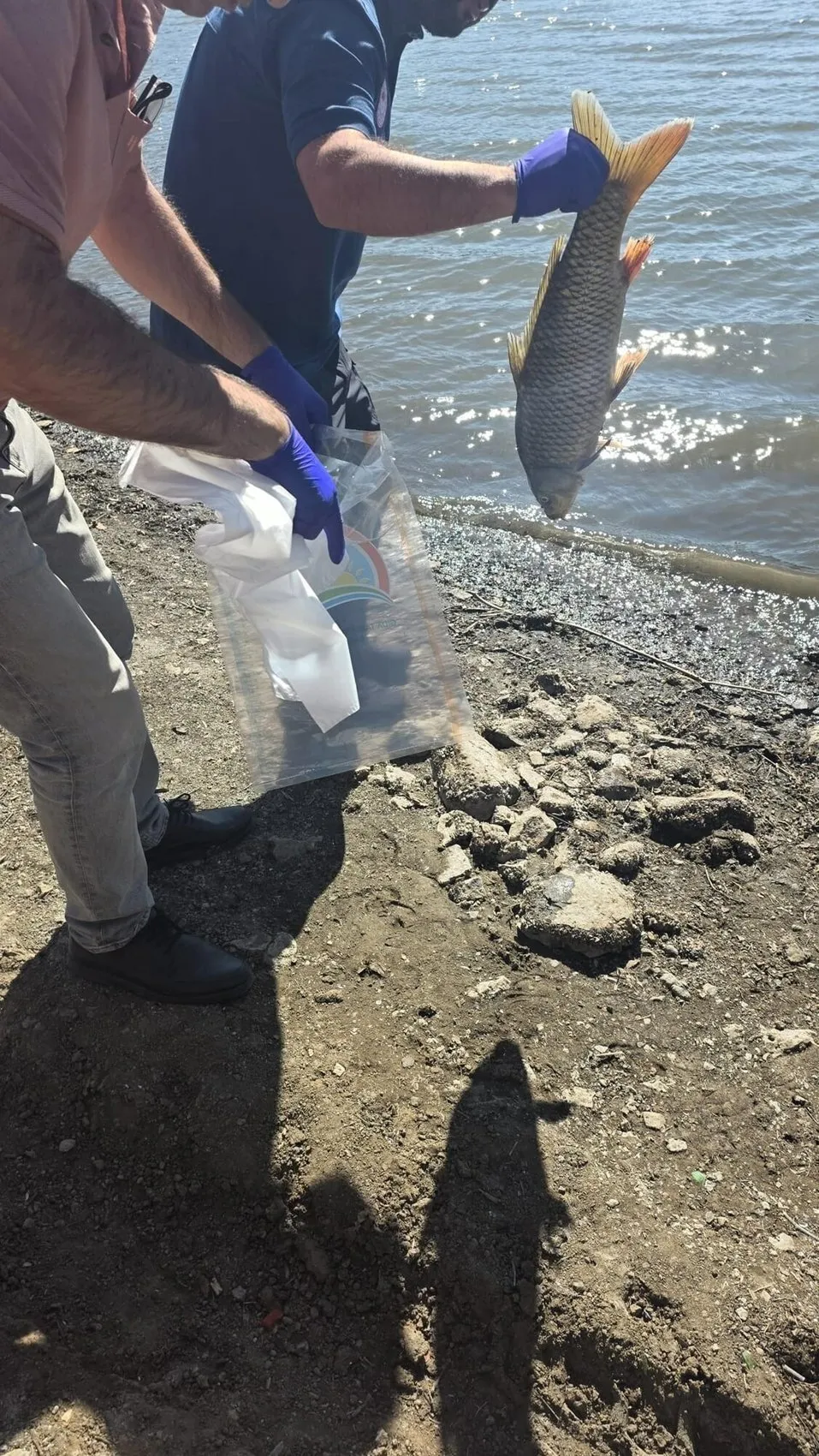 Çanakkale'nin can damarında alarm: Barajdaki toplu ölümler endişe yarattı