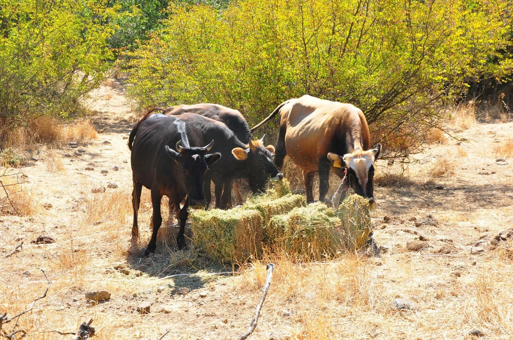 Dağlarda beş ay süren kovalamaca: Kementle gelen mutlu son