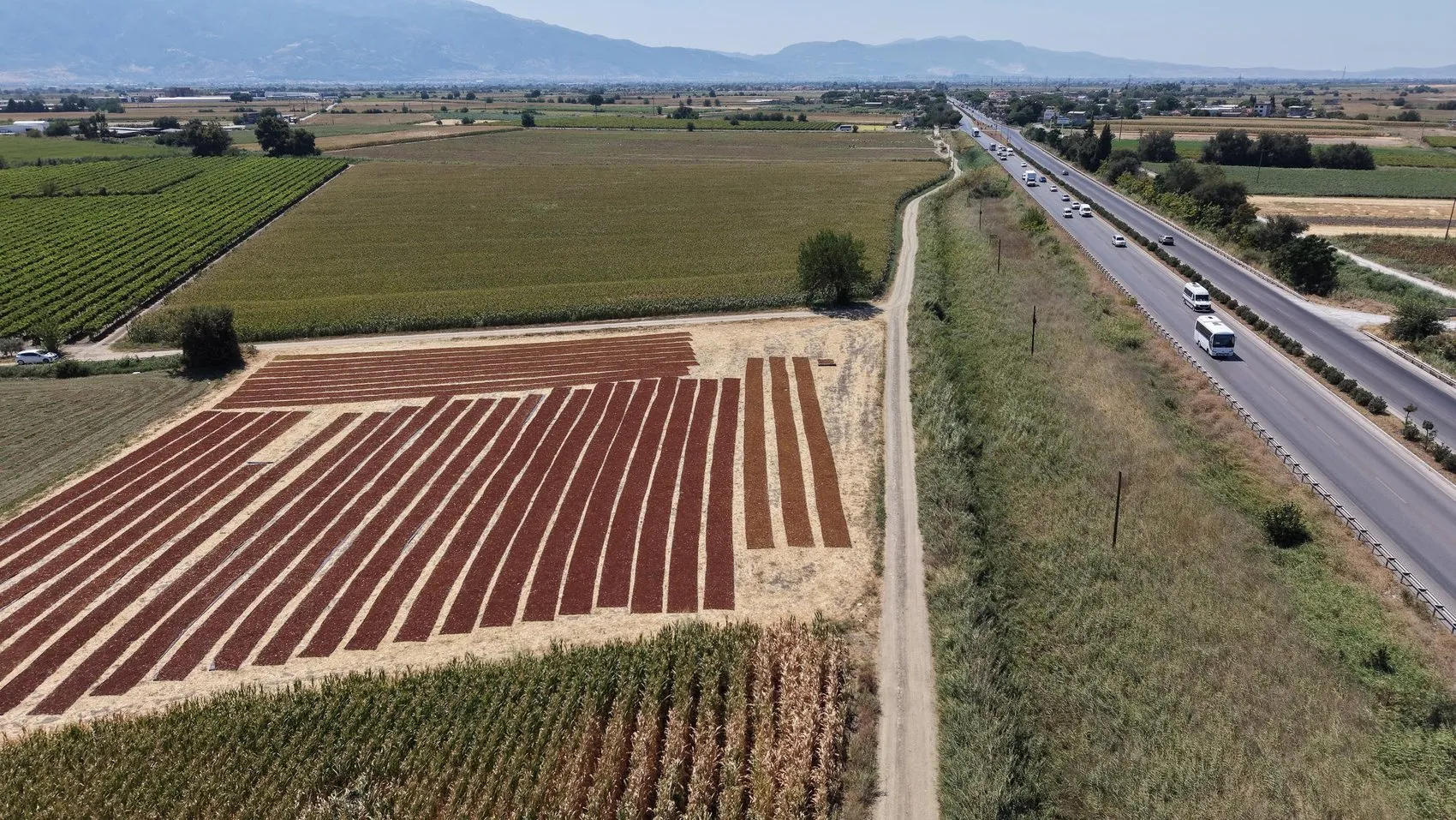 Gediz Ovası'nda hasat bereketi: Yol kenarları doğal sergi alanına dönüştü