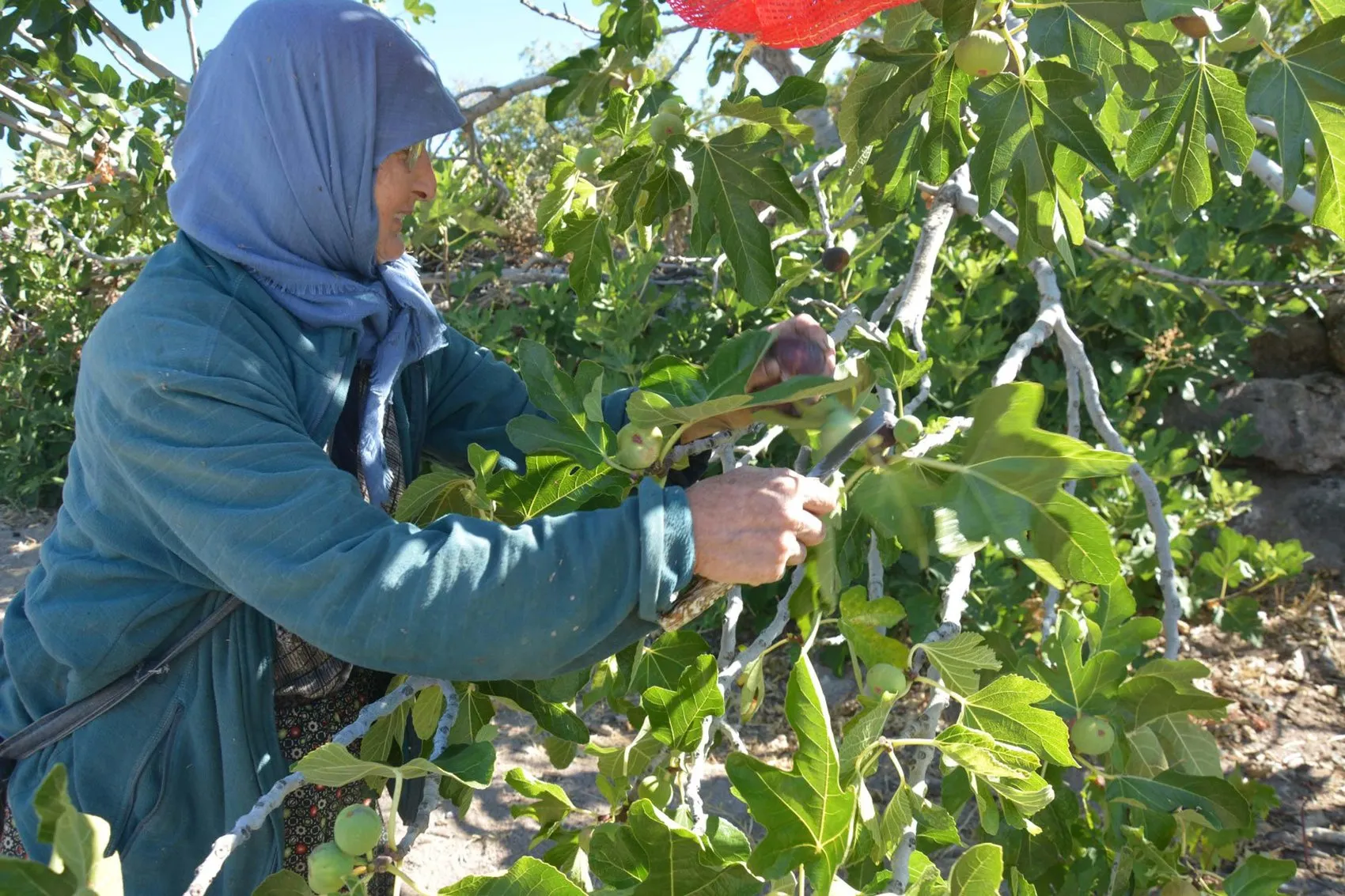 Manisa'nın bereketli topraklarında incir mesaisi: Doğal yöntemlerle gelen lezzet