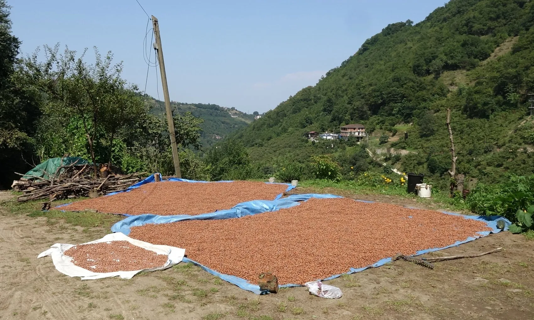 Fındık bahçelerinde kabus sona erdi: Samuray ordusu kokarcayı dize getirdi