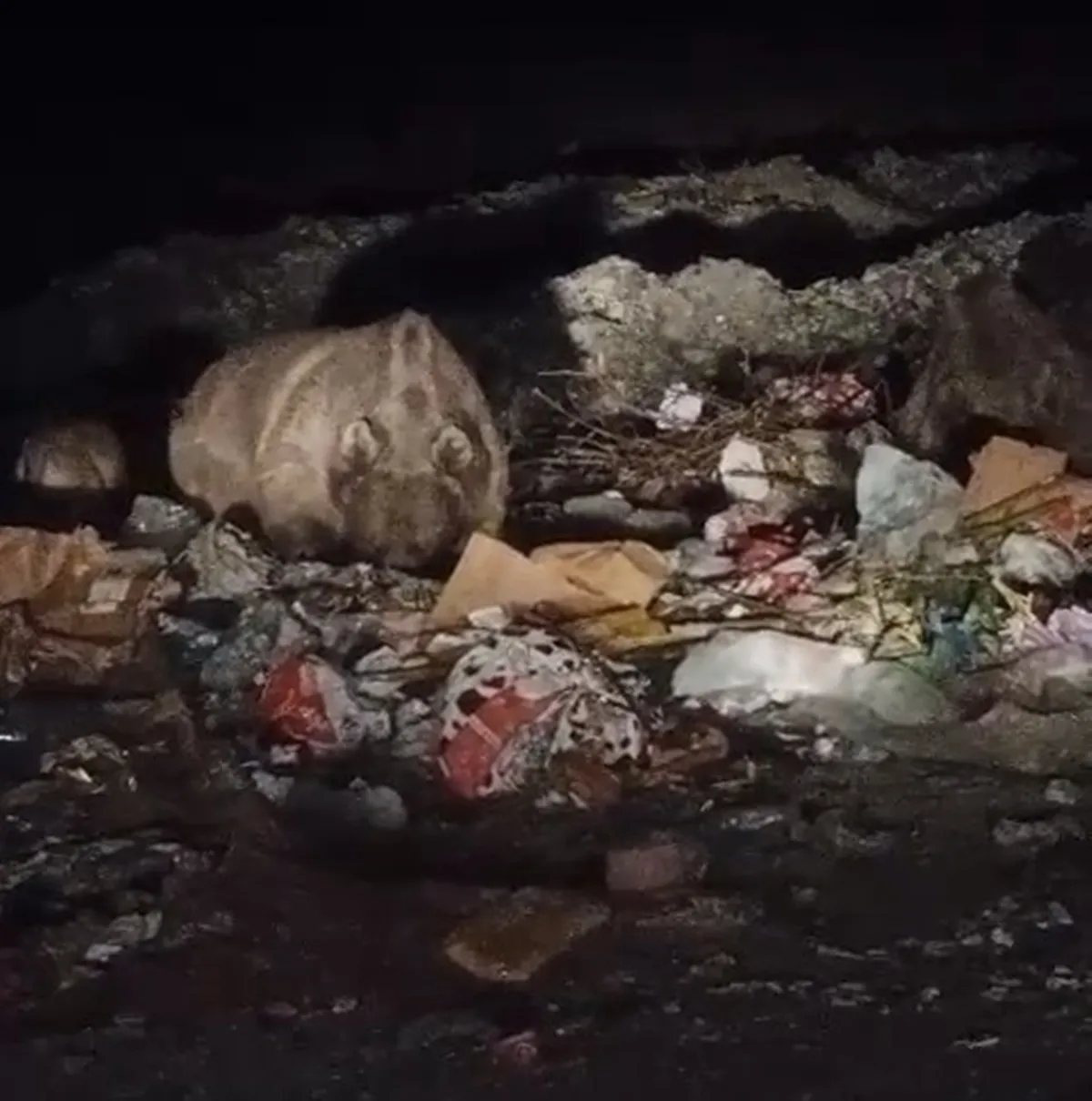 Bingöl'de gece yarısı sürpriz ziyaret: Çöp konteynerleri yabani hayvanların durağı oldu