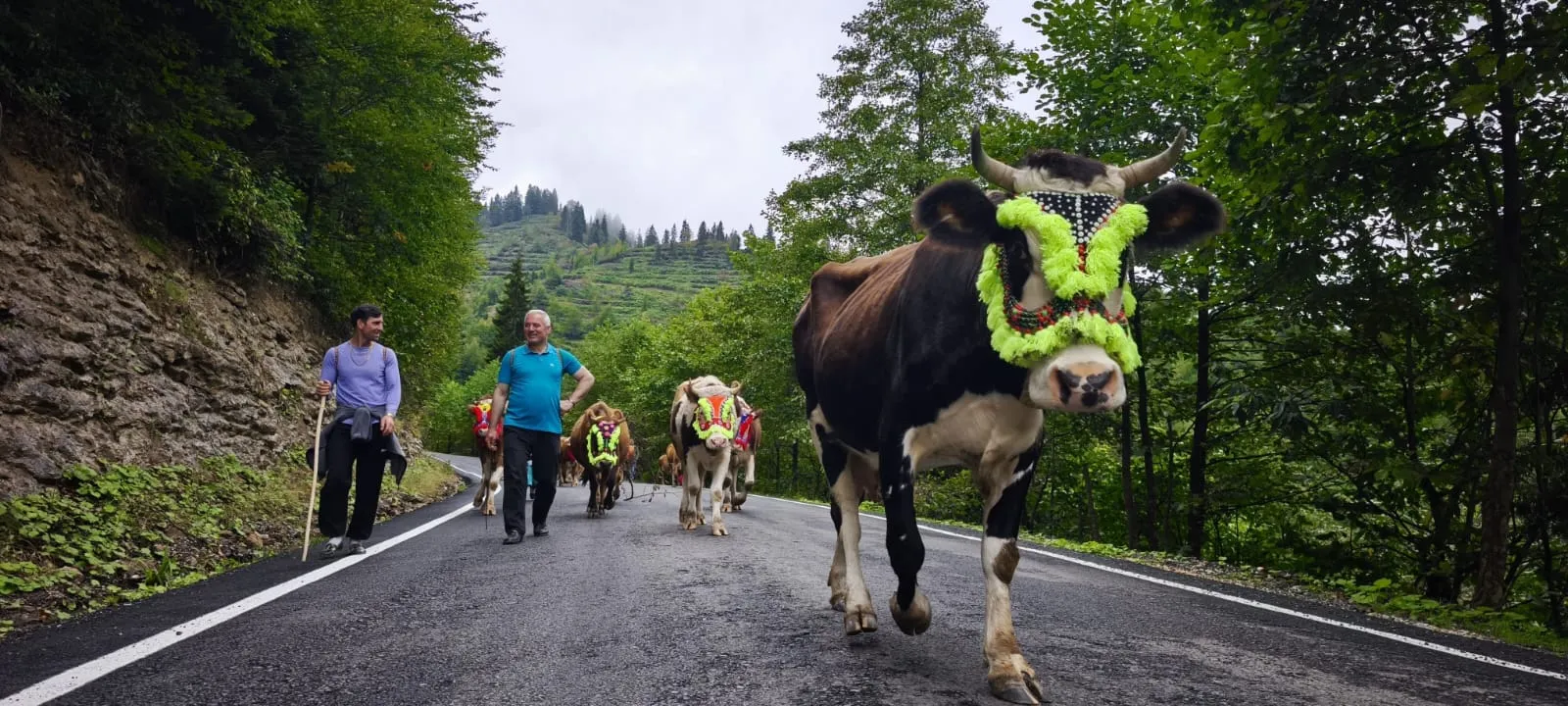 Doğu Karadeniz'de asırlık gelenek: Yaylacılar hayvanlarıyla birlikte köylerine döndü