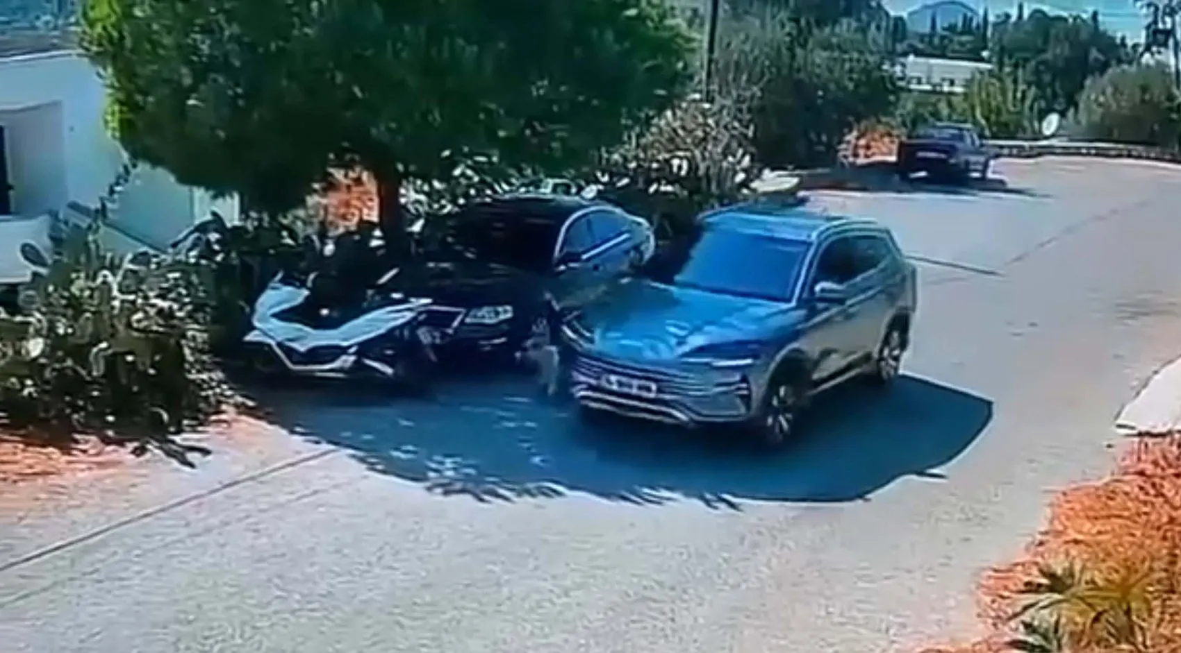 Bodrum'da vicdansızlık kamerada: İki köpeği ezip hiçbir şey olmamış gibi yoluna devam etti