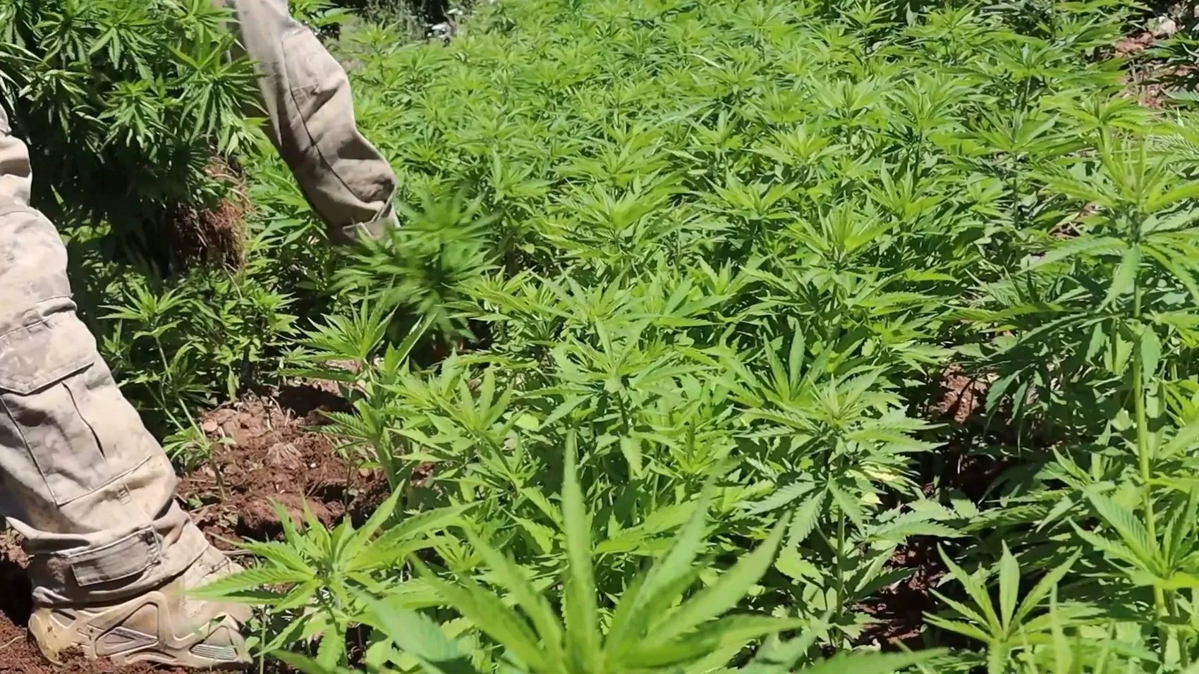 Diyarbakır kırsalında dev operasyon: Tonlarca esrara dönüşecek bitki imha edildi
