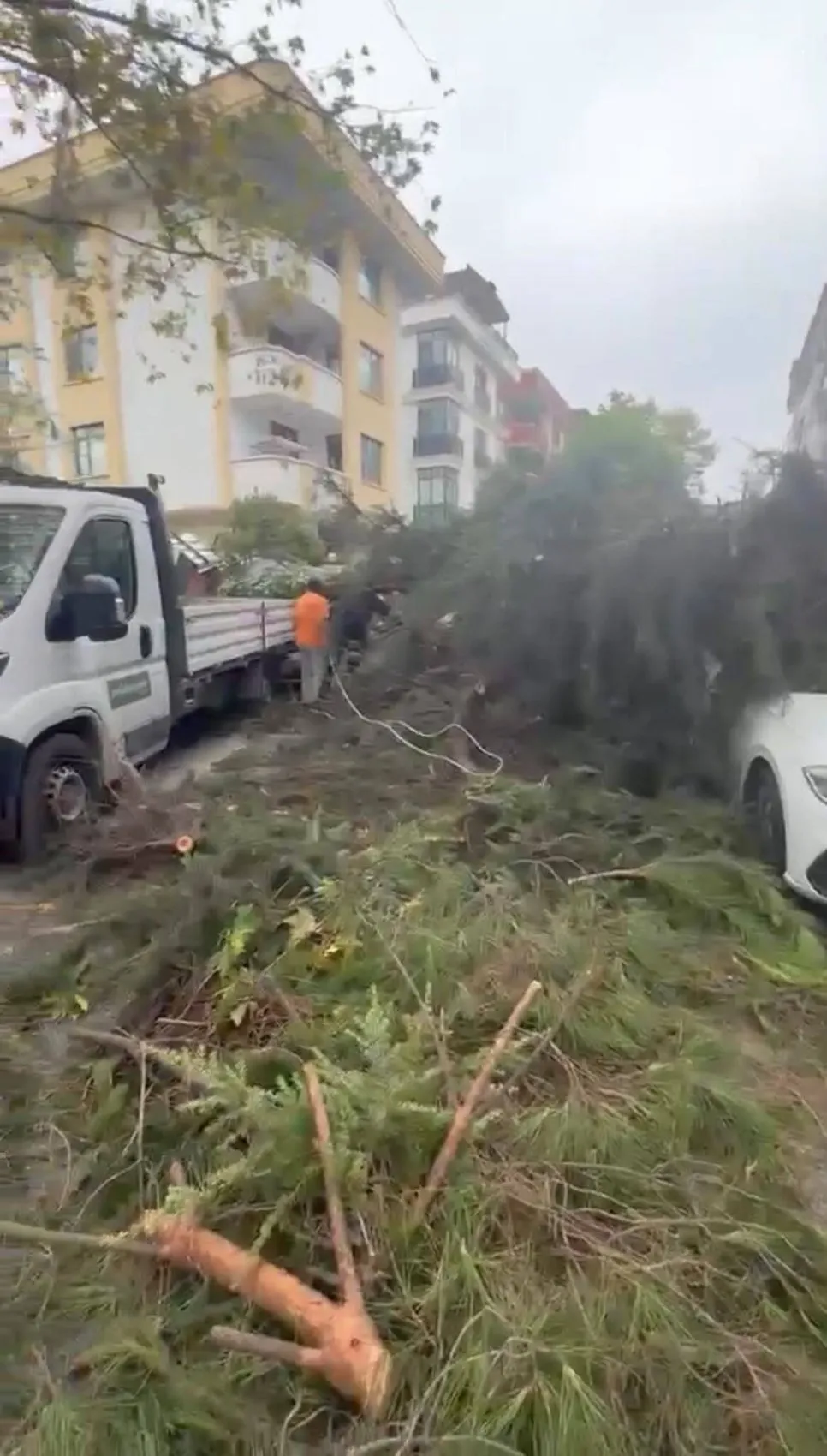 Maltepe'de inşaat alanında ihmal iddiası: Ağaç park halindeki araçların üzerine böyle çöktü