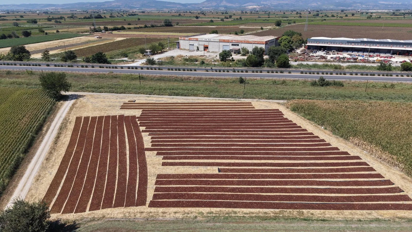Gediz Ovası'nda hasat bereketi: Yol kenarları doğal sergi alanına dönüştü