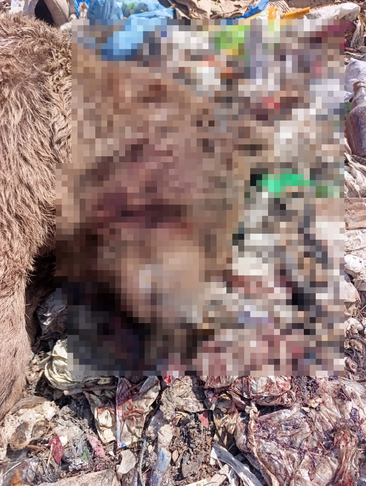 Bingöl'de vahşi katliam: Çöplükte üç bozayı kurşunlanmış halde bulundu