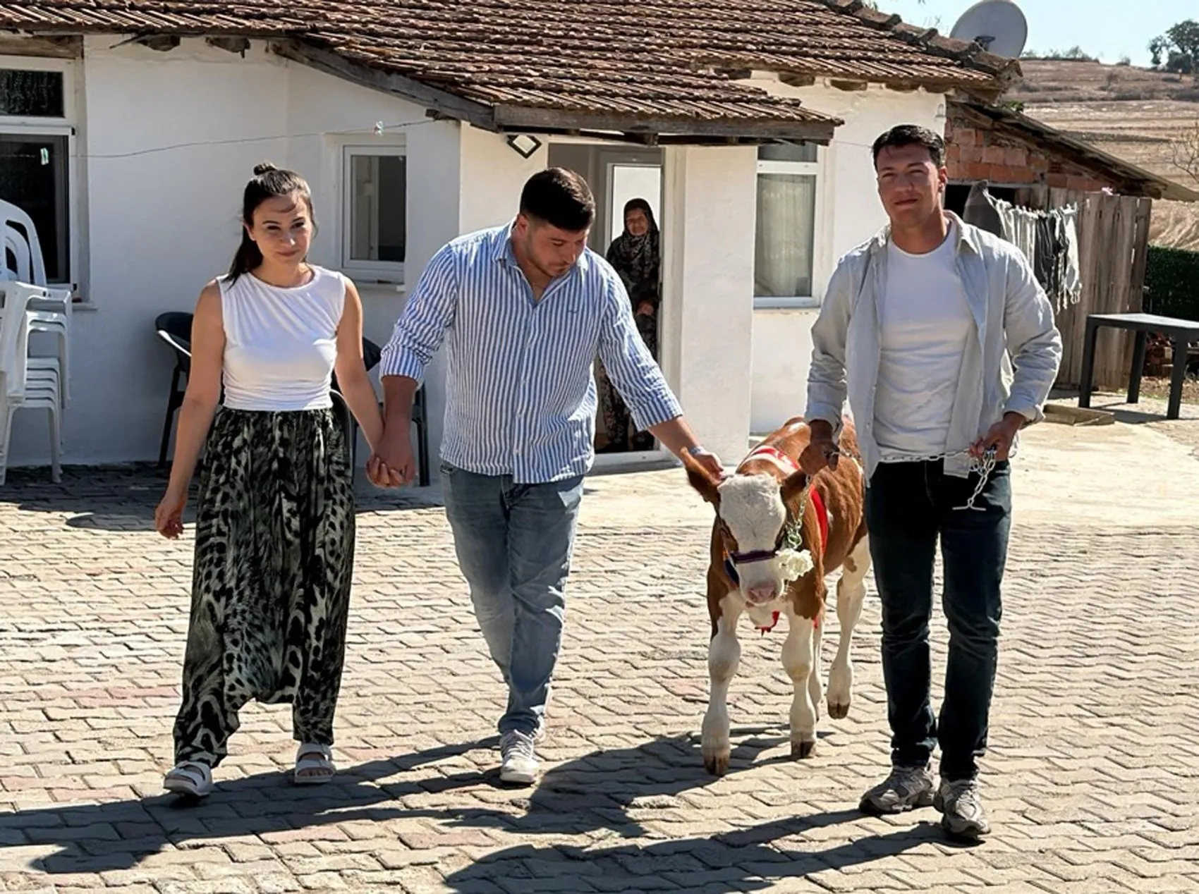 Düğün salonunda şaşkınlık yaratan sürpriz: Takı yerine buzağı getirdi