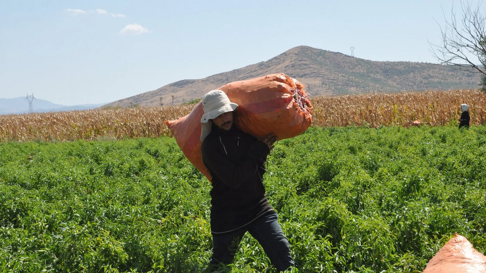 İslahiye'nin kırmızı altını tarlalara indi: Hasat gecikmeli başladı